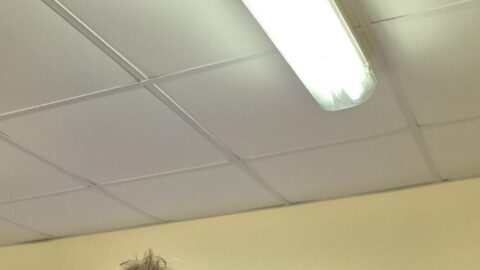 Seneschalstown Make Long Trip Worthwhile